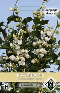 Hyacintboon 'Lablab Silver Moon'