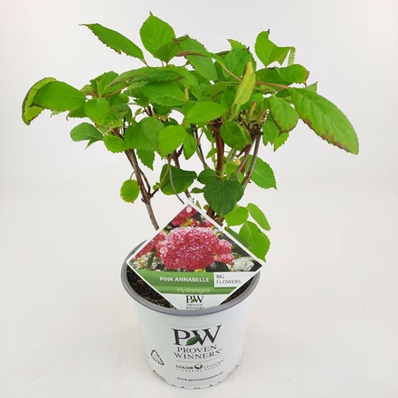 Hydrangea Arbo. 'Pink Annabelle' (Pbr) C3-Struik - afbeelding 3