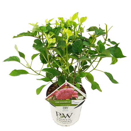 Hydrangea Arbo. 'Pink Annabelle' (Pbr) C3-Struik - afbeelding 1