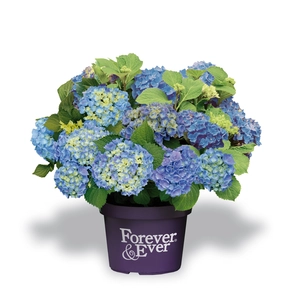 Hydrangea 'Macrophylla' Forever & Ever - Blauw