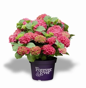 Hydrangea 'Macrophylla' Forever & Ever - Rood