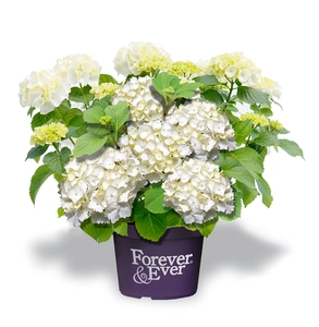 Hydrangea 'Macrophylla' Forever & Ever - Wit
