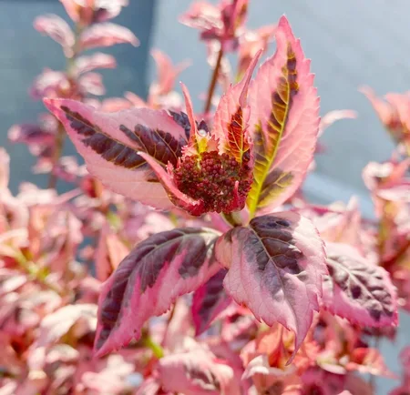 Hydrangea Serr. Euphoria 'Pink' P15 - afbeelding 2