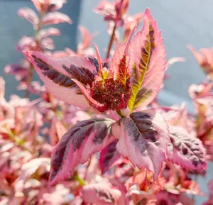 Hydrangea Serr. Euphoria 'Pink' P15 - afbeelding 2