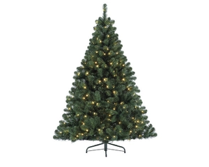 Imperial Pine - D117/H180cm