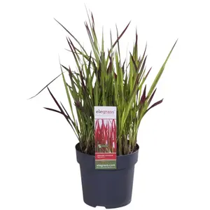 Japans Bloedgras 'Red Baron' - P14cm