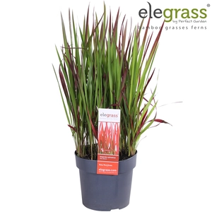 Japans Bloedgras 'Red Baron' - P19cm