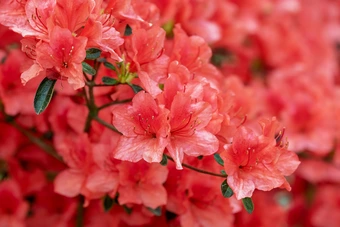 Japanse Azalea - Mix - P19cm