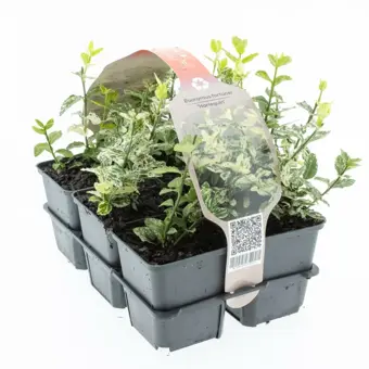 Japanse Kardinaalsmuts