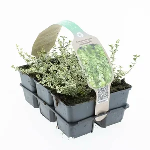 Japanse Kardinaalsmuts