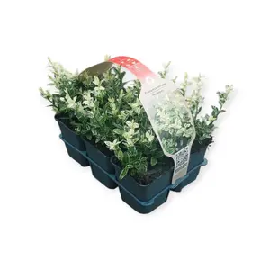 Japanse Kardinaalsmuts