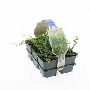 Japanse Kardinaalsmuts