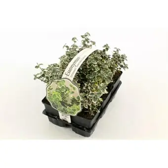 Japanse Kardinaalsmuts 'Emerald Gaiety' - P9cm