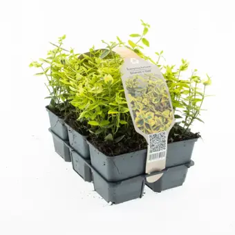 Japanse Kardinaalsmuts 'Emerald 'n Gold' - P9cm
