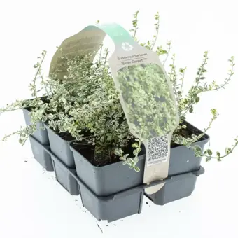 Japanse Kardinaalsmuts 'Silver Carpet' - P9cm