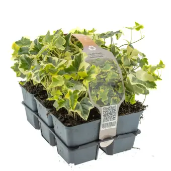 Klimop in Soorten, Wit/Geel/Groen