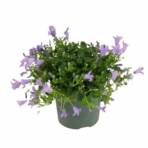 Klokjesbloem - Lila