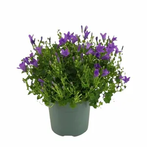 Klokjesbloem - Paars