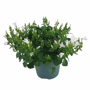 Klokjesbloem - Wit