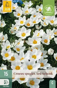 Krokus 'Ard Schenk'