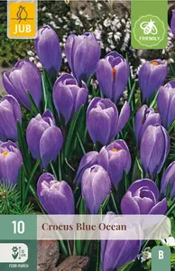Krokus 'Blue Ocean'