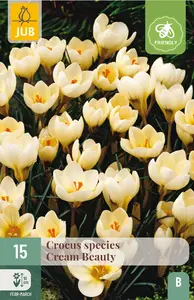 Krokus 'Cream Beauty'