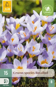 Krokus 'Rosalind'