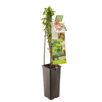 Kruisbes 'Tatjana' - Doornloos