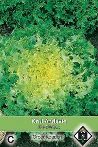 Krul Andijvie 'De Meaux'