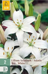 Lelie Aziatisch Wit