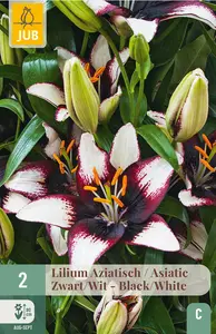 Lelie Aziatisch Zwart/Wit