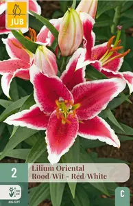 Lelie 'Oriental' Rood/Wit