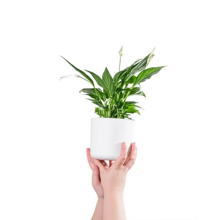 Lepelplant - afbeelding 1