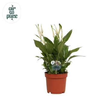 Lepelplant 'Bellini' - P13cm