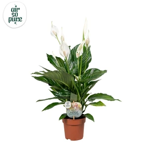 Lepelplant 'Sweet Ricardo' - P13cm