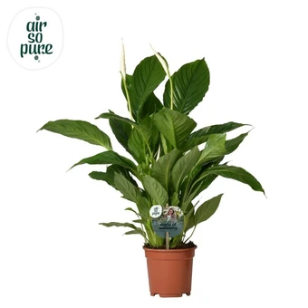 Lepelplant 'Vivaldi' - P17cm