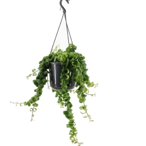 Lipstickplant 'Rasta'