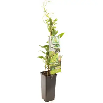 Mini-Kiwi 'Issai'