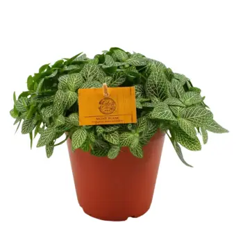 Mozaïekplant - P15cm