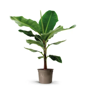 Musa Dwarf Cavendish - Banenplant