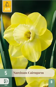 Narcis 'Cairngorm'