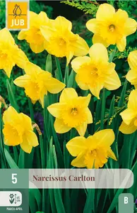 Narcis 'Carlton'