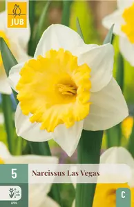 Narcis 'Las Vegas'
