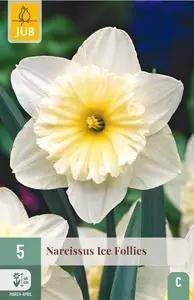 Narcissus 'Ice Follies'