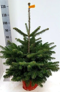 Nordmannspar H100/120