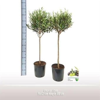 Olijfboom op Stam - 100cm