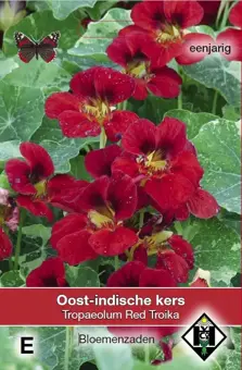 Oost-Indische Kers 'Red Troika'