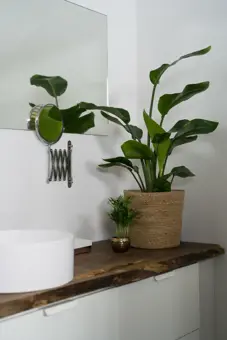 Paradijsvogelplant 'Nicolai' - P 19 cm - afbeelding 2