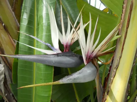 Paradijsvogelplant 'Nicolai' - P19cm - afbeelding 4