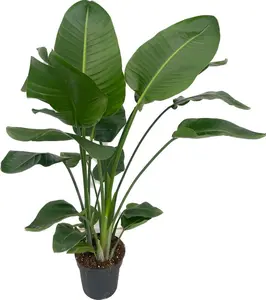 Paradijsvogelplant 'Nicolai - P24cm